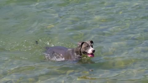 Dog - 77504