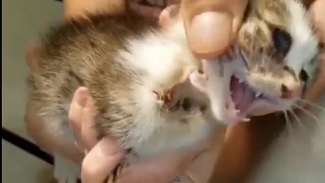 sorry for this kitten in perch larvae