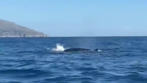 Balene nel Golfo di Napoli: lo spettacolare video tra Punta Campanella e Capri