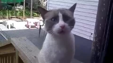 funny Yelling Cat this is amaging