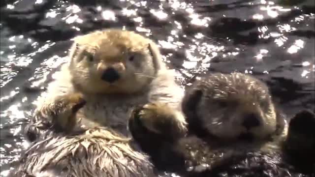 Sea otters are holding hands while swimming