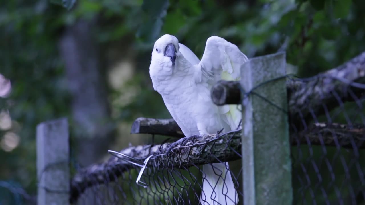 Dancing-dancing-white parrot dancing