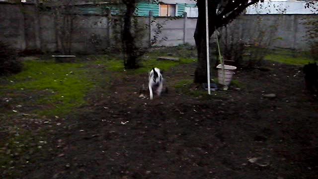 Doggo in Wheelchair Plays in the Backyard with Sister