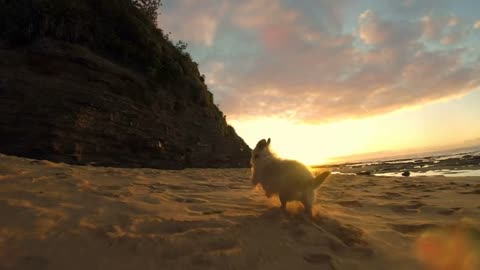 Cute dog chased on beach low angle camera slow motion at sunrise or sunset