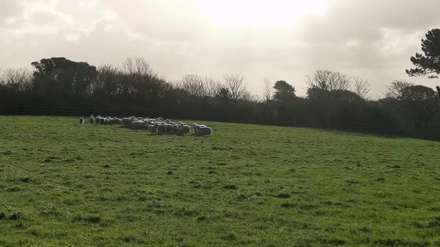 Peculiar Goat Herds Sheep like a Border Collie