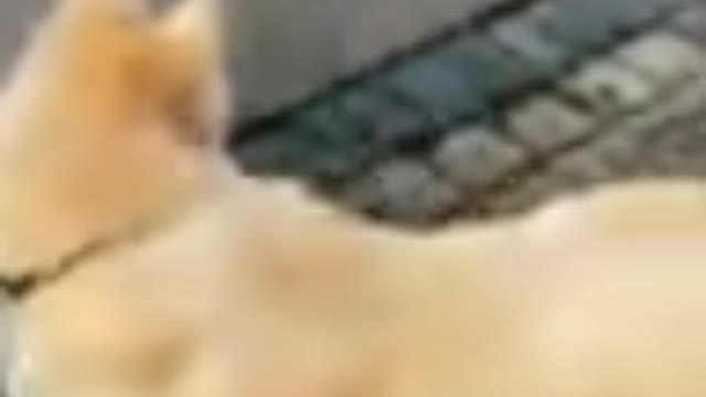 Cats X Dog