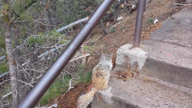 Squirrels at the Grand Canyon Bite!