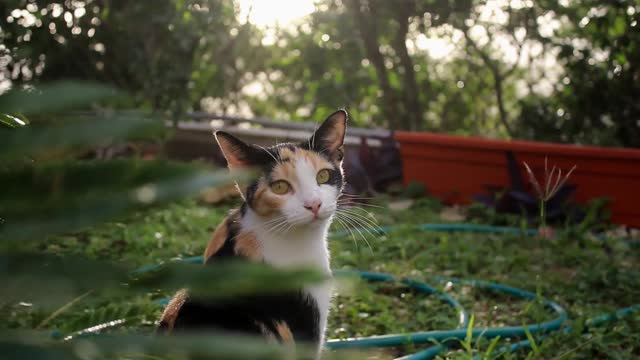 A quiet cat among the grasses in a wonderful view 😍