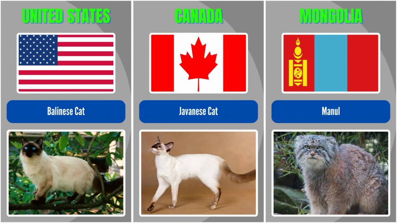 Different Country Breeds of Cats