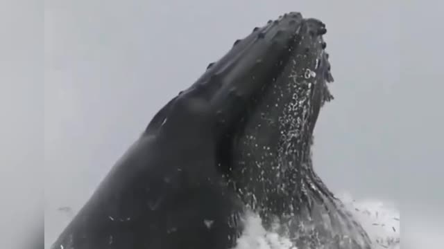 Whale