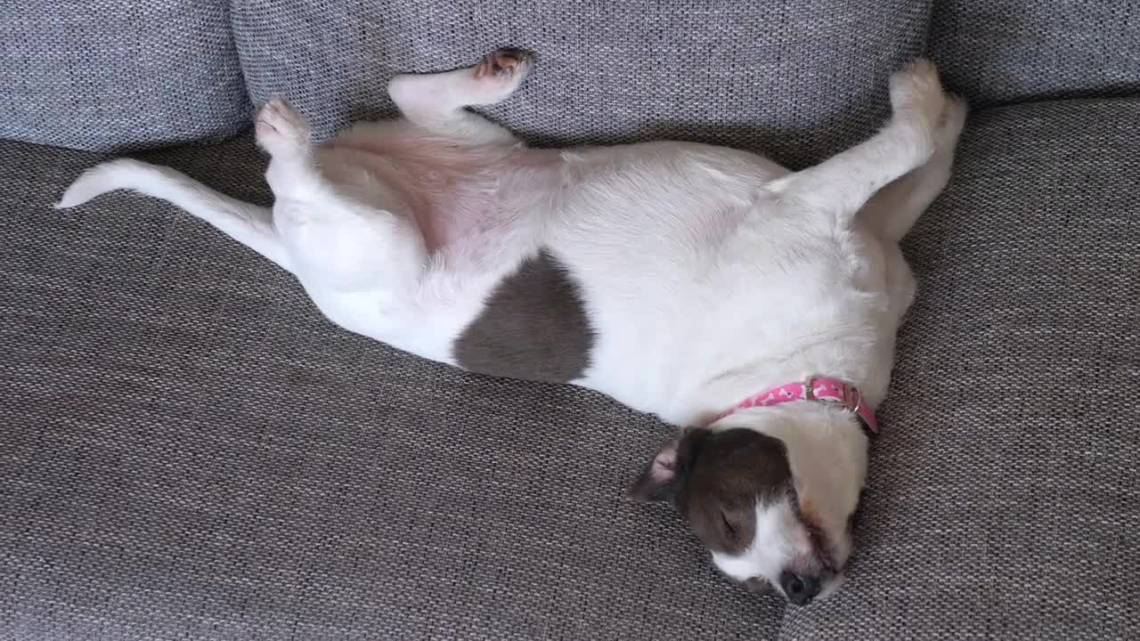 Dog Relaxing On Sofa At Home