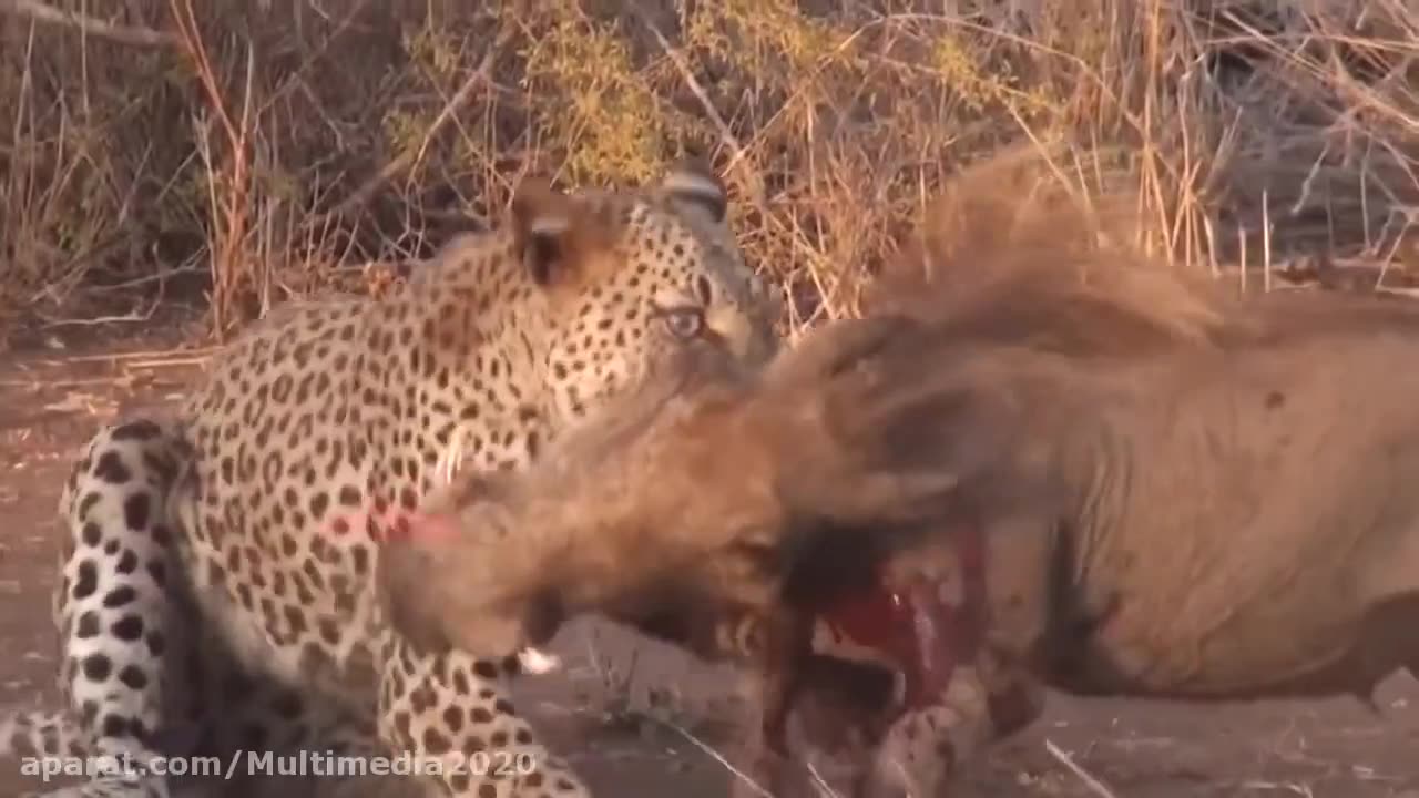 The battle between the leopard and the boar and the hyena #leopard #boar #hyena