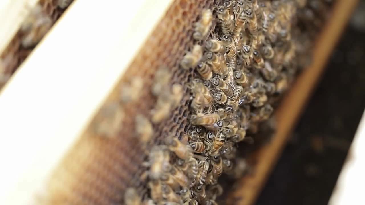 Honey bee macro footage of bee hive and honey production beekeeper