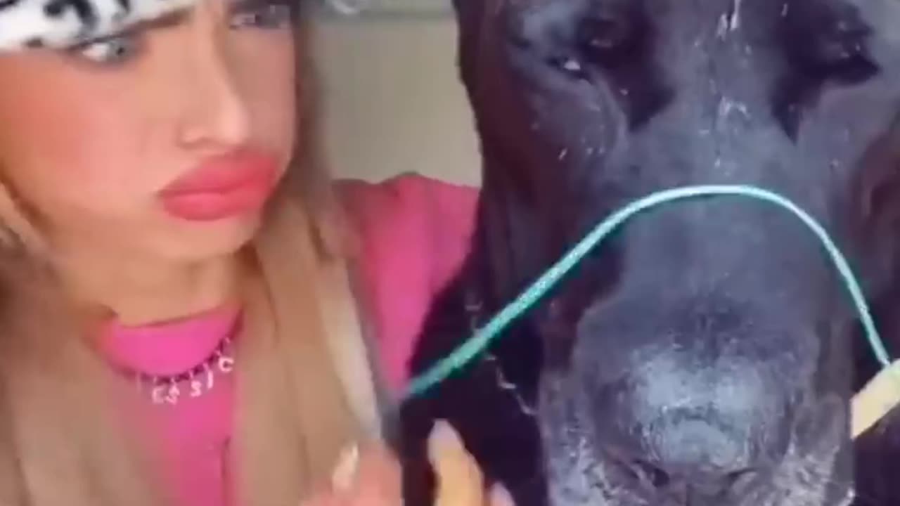 Funny Dogs Reaction 🤣🤣