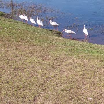 Egrets or Sand Cranes? Sneaking up on the Geese...