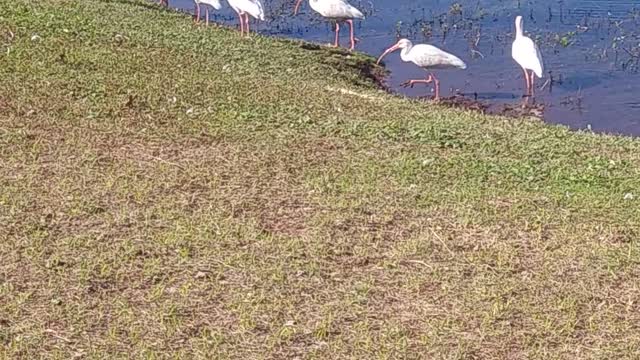 Egrets or Sand Cranes? Sneaking up on the Geese...