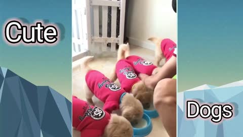 Cute funny Puppy but intelligent