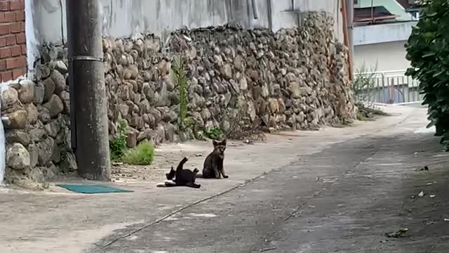A cat with a flexible body.