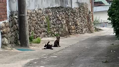 A cat with a flexible body.