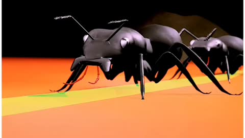 Ant video