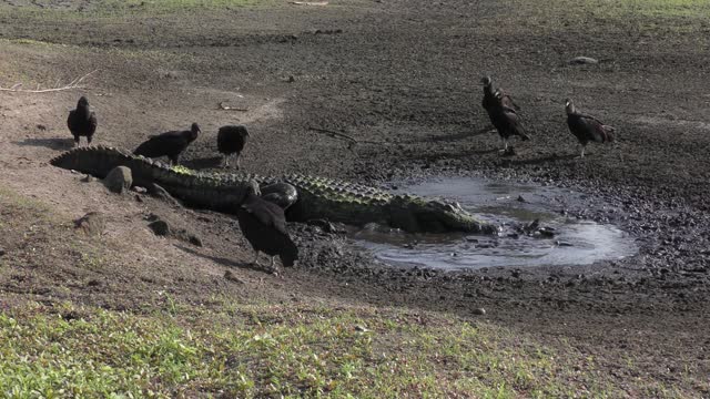 Alligator walks down to drying pond for fishing