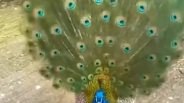 Beautiful peacock