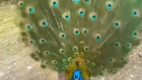 Beautiful peacock