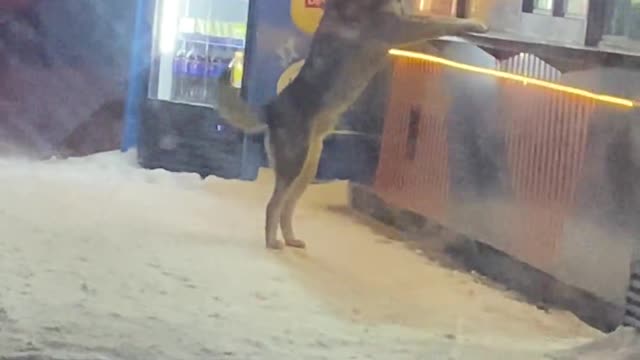 Smart Doggy Drops by Food Store for a Feed