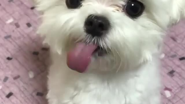 Puppy tries to identify taste of drink