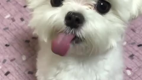 Puppy tries to identify taste of drink