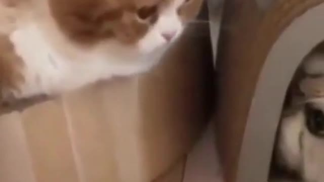 funny video #shorts animals cats