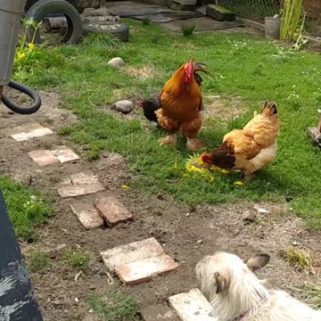 My crazy chickens