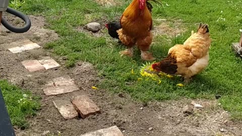 My crazy chickens