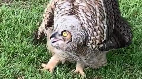 Body Language of Angry Owl