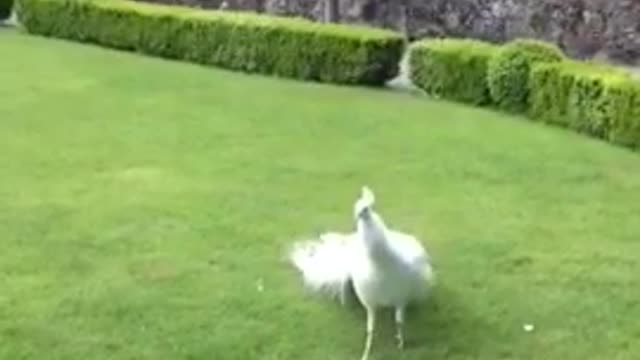 Peacock opening feathers the most beautiful bird