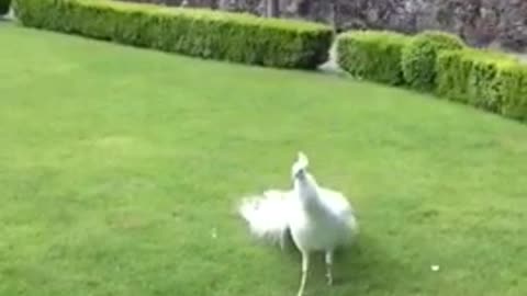 Peacock opening feathers the most beautiful bird