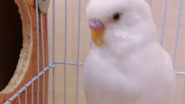 White parrots like to interact with people