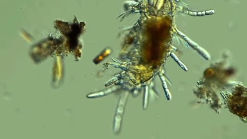 Microorganisms
