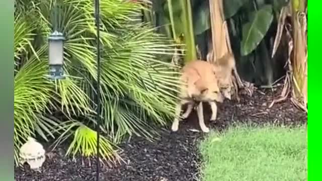 # bewildering behavior of animals # Magic Beasts