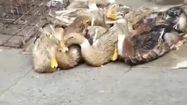 Duck laughs 😂