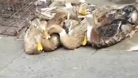 Duck laughs 😂