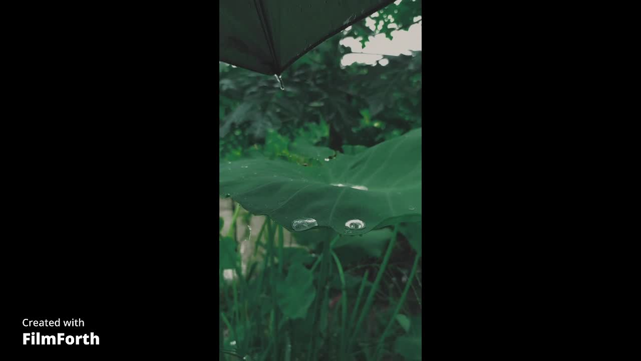 Rainforest Rain Sounds