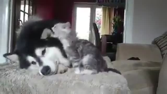 Amazing dog playing with a cat strange friendship