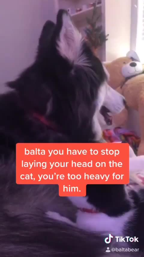 Adorable - husky and cat