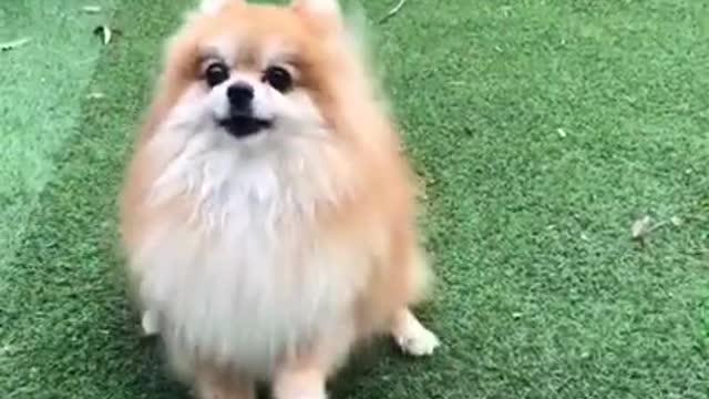 Best Cute and Funny Dog Video.