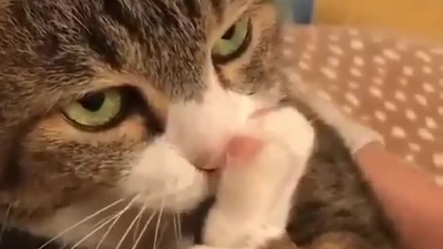 Seriously cat