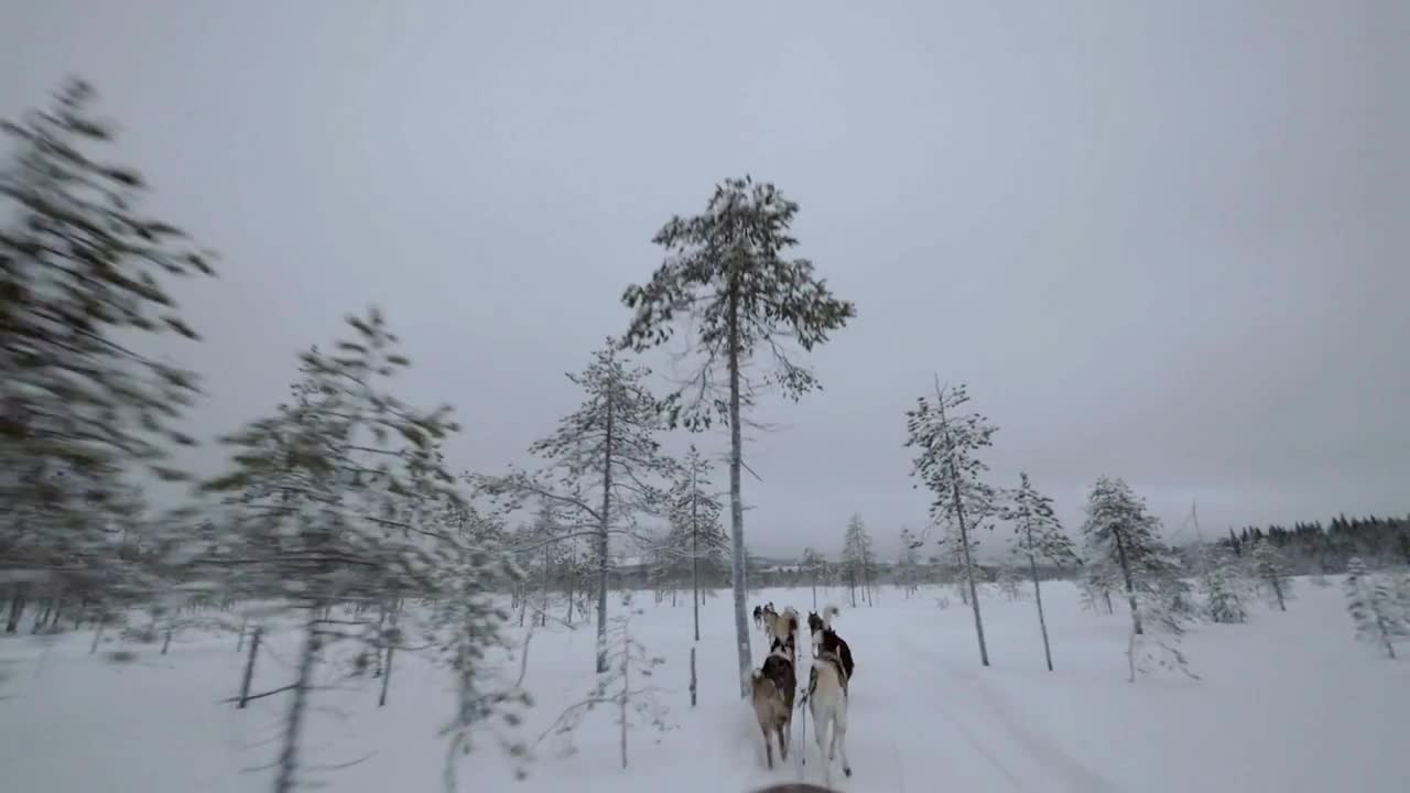 Team of husky dogs running fast and pulling sledge through the snowy pinery