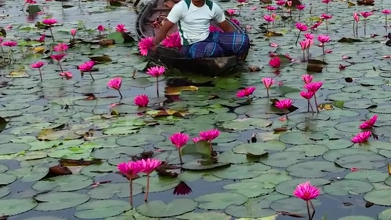 Harvesting Water Lilies