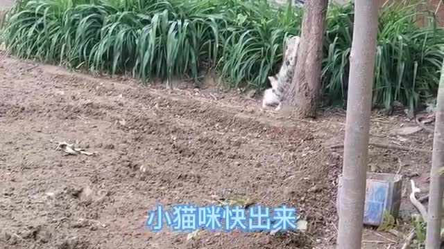 cat climbing tree