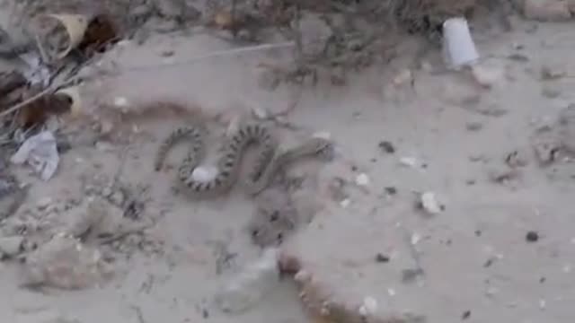 sahara sand viper in Mirfa/UAE